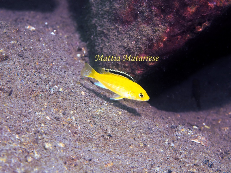 Labidochromis caeruleus 'Lion's Cove'